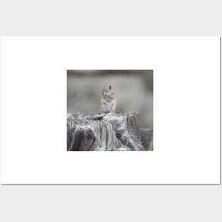 Alpine chipmunk, wildlife, gifts, cute as can be Posters and Art